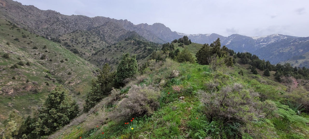 Sukok – Leskhoz, Parkent District