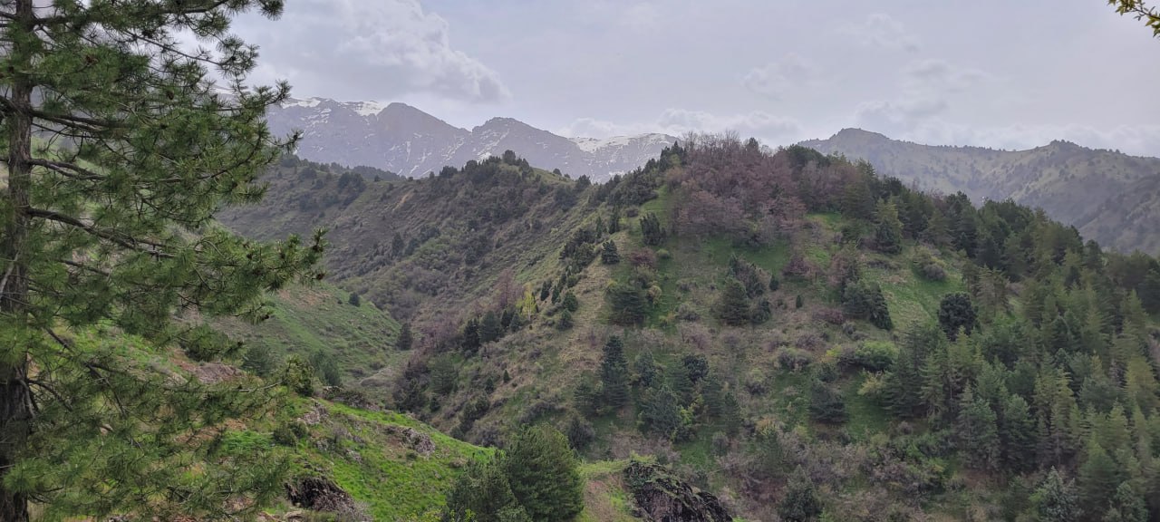 Sukok – Leskhoz, Parkent District