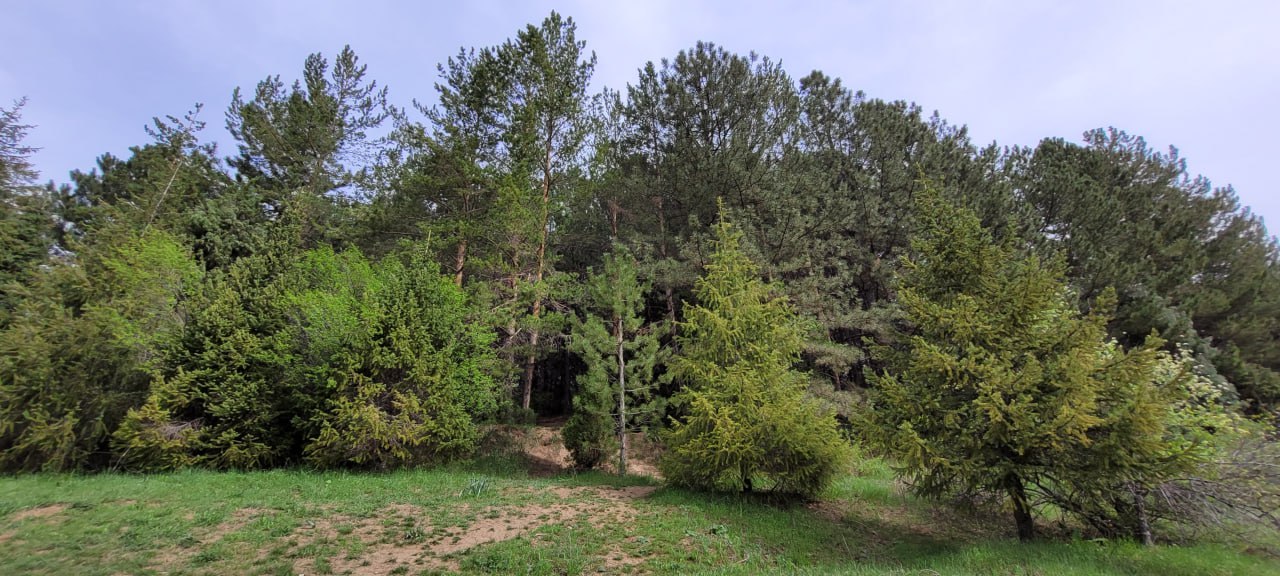 Sukok – Leskhoz, Parkent District