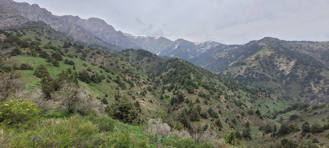 Sukok – Leskhoz, Parkent District