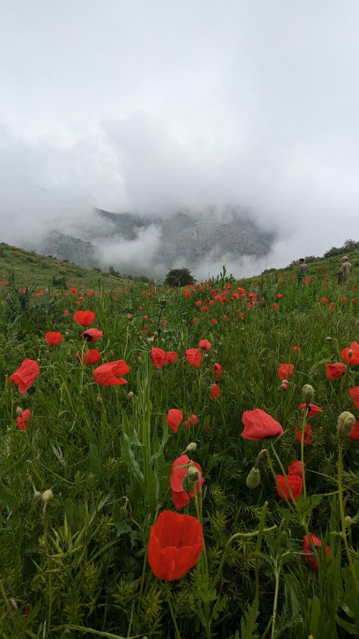 Blooming Mountains of Samarkand